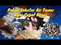Namun kebanyakan peternak masih kebingungan terkait makanan untuk anak lobster air tawar. Pakan Lobster Air Tawar Agar Cepat Besar Budidaya Lobster Air Tawar Youtube