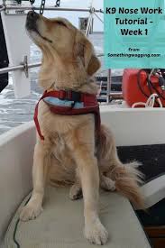 K9 Nose Work Tutorial 1 Nose Work Crate Training Puppy Dog Training