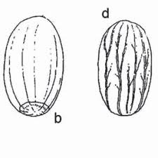 Beth dunn on seotud selle ettevõttega. Pdf Acorn Gatherers Fruit Storage And Processing In South East Italy During The Bronze Age