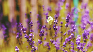 Maybe you would like to learn more about one of these? Summer Flowers 35 Stunning Blooms Perfect For The Season