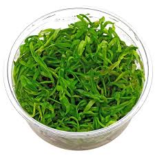 Image result for Heteranthera