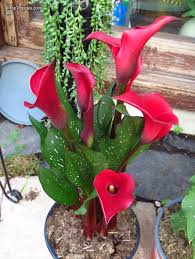 Image result for Zantedeschia