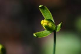 Image result for Albuca kirkii