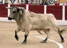 This Color Of A Bull S Coat Is Called Jabonero Since It Looks Like Is Covered In Suds Bull Cow Big Animals Bull Painting
