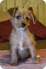 Hagerstown Md Cairn Terrier Wirehaired Fox Terrier Mix Meet Hawk A Puppy For Adoption Wirehaired Fox Terrier Terrier Mix Cairn Terrier Mix