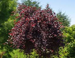 Image result for Prunus