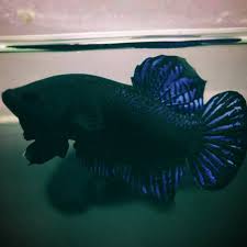 Harga ikan cupang sudah pasti akan jadi pertanyaan pertama bagi orang yang hendak memelihara ikan hias ini. Cupang Aduan Import Thailand Super Ori Langsung Dari Thailand Siap Tempur Dikalangan Shopee Indonesia