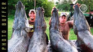 These catfish can grow to 10 feet (3 m) long and have previously been caught weighing 646 lbs. Top 10 Largest Freshwater Fish Youtube