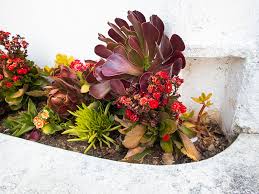 Maybe you would like to learn more about one of these? Succulents Flowering Red Small Flowers To Ground Covers Aloes More