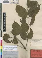 Image result for Psydrax livida