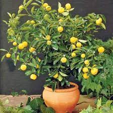 Citrus tree care help if you live in the phoenix valley and need help getting started, growing healthy fruit, or have questions the our team is there to help at 4 phoenix valley locations. I Want One Of These Dwarf Fruit Trees Growing Citrus Trees Dwarf Banana Plants Indoors Dwarf Fruit Trees Indoor Fruit Trees Citrus Trees