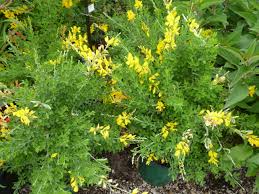 Image result for Genista