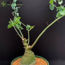 Image result for Adenia