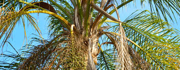 I'll go through each bug by name, what the symptoms of infestation look like and how to treat once this can create some very large colonies of each. How To Trim Tall Palm Trees On Your Property