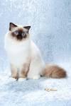 National Birman Fancier