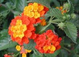 Pin By Garland Henexson On Landscapes Lantana Native Plants Plants