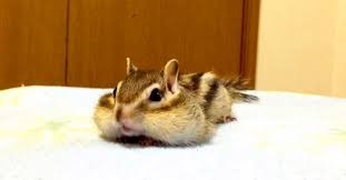 Nobody Believed His Pet Chipmunk Did This So He Grabs His Camera Whoa Pet Chipmunk Cute Squirrel Chipmunks