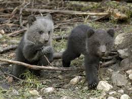 These Bear Cubs Will Maul Their Way Into Your Heart Bear Cubs Baby Animals Bear