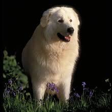 Check spelling or type a new query. Puppyfind Maremma Sheepdog Puppies For Sale