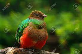 How big is the back of a quetzal? Golden Headed Quetzal Pharomachrus Auriceps Magnificent Sacred Stock Photo Picture And Royalty Free Image Image 94625504