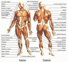 A complete list of muscular system quizzes; Muscle Map Of Human Body Muscle Map Human Body Human Anatomy Labelled Human Body Muscles Body Anatomy Muscle Anatomy