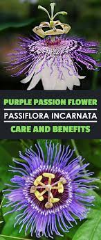 The Passionflower Passiflora Incarnata Also Known As The Purple Passion Flower Is A Gorgeous Flow Passion Flower Purple Passion Flower Purple Passion Plant