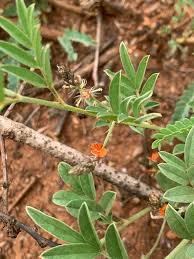 Image result for Indigofera setiflora