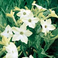 Not one has a scent that is merely fresh and leafy. The Best Fragrant Flowers For Your Garden Fragrant Plant Fragrant Flowers Smelling Flowers