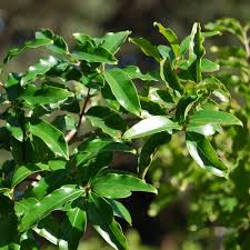 Image result for Galpinia transvaalica