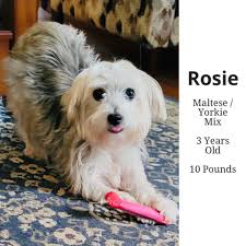 Rosie 😍 She came to us from a hoarding/breeding situation in a home with  29 dogs and she'd never been