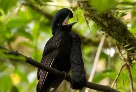 Birds That Start With Letter U 11 Fascinating Animals That Start With The Letter U Pet Birds Animals Colorful Birds