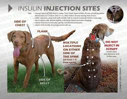 The first thing you need to know is where to give the shot. 12 Johnty Ideas Dogs Diabetic Dog Pets