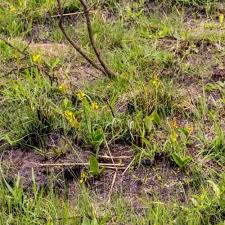 Image result for Anisotes formosissimus