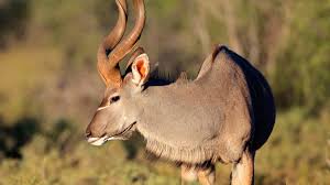 Deer and relatives of the deer, like the moose, have antlers; Spiral Horned Antelope San Diego Zoo Animals Plants