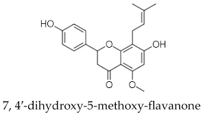 Image result for Helichrysum mechowianum
