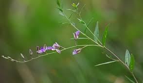 Image result for Polygala persicariifolia