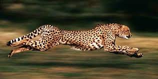 Image result for running cheetahs