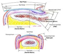 Image result for paronychium