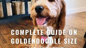 F1b mini goldendoodle full grown weight. Complete Guide On Goldendoodle Size And Weight Labradoodles Dogs