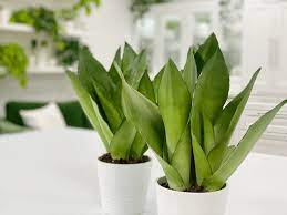 If anything would bother your sansevieria moonshine, it will be either mealybugs or spider mites. Snake Plant Sansevieria Moonshine Care Difficulty Easy Amiesue Com