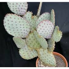 Within 3 days, my blood glucose went from double digits to single. Buy Opuntia Seeds Online Rarexoticseeds