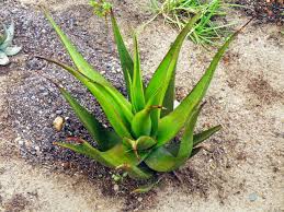Image result for Aloe pienaarii