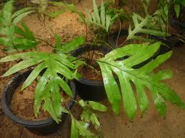 Image result for Microsorum scolopendria