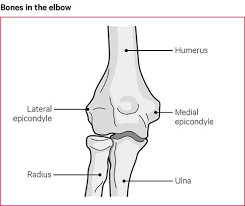Tutorials and quizzes on muscles that act on the arm/humerus (arm muscles: Elbow Pain Causes Exercise Treatments Versus Arthritis