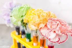 Color changing flowers lesson plan. Color Changing Flowers Capillary Action Science Experiment