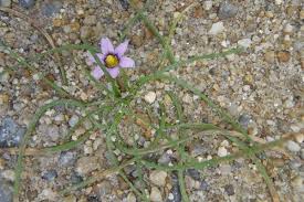 Image result for Asparagus minutiflorus