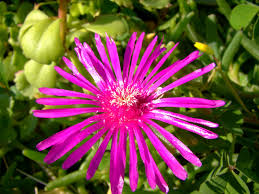 Découvrez notre catalogue plantes aquatiques et achetez sur greenastic, votre partenaire paysager. Les Plantes Envahissantes La Nouvelle Chasse Aux Sorcieres De La Science Tela Botanica