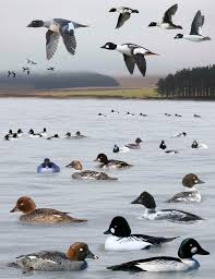 file common goldeneye from the crossley id guide britain and