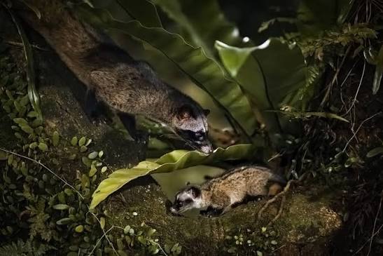 Sick Asian palm civet 🥲 #asianpalmcivet #sickanimals #mamals #animal  #animallove #civet #wildlife