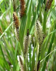 Image result for Carex chlorosaccus